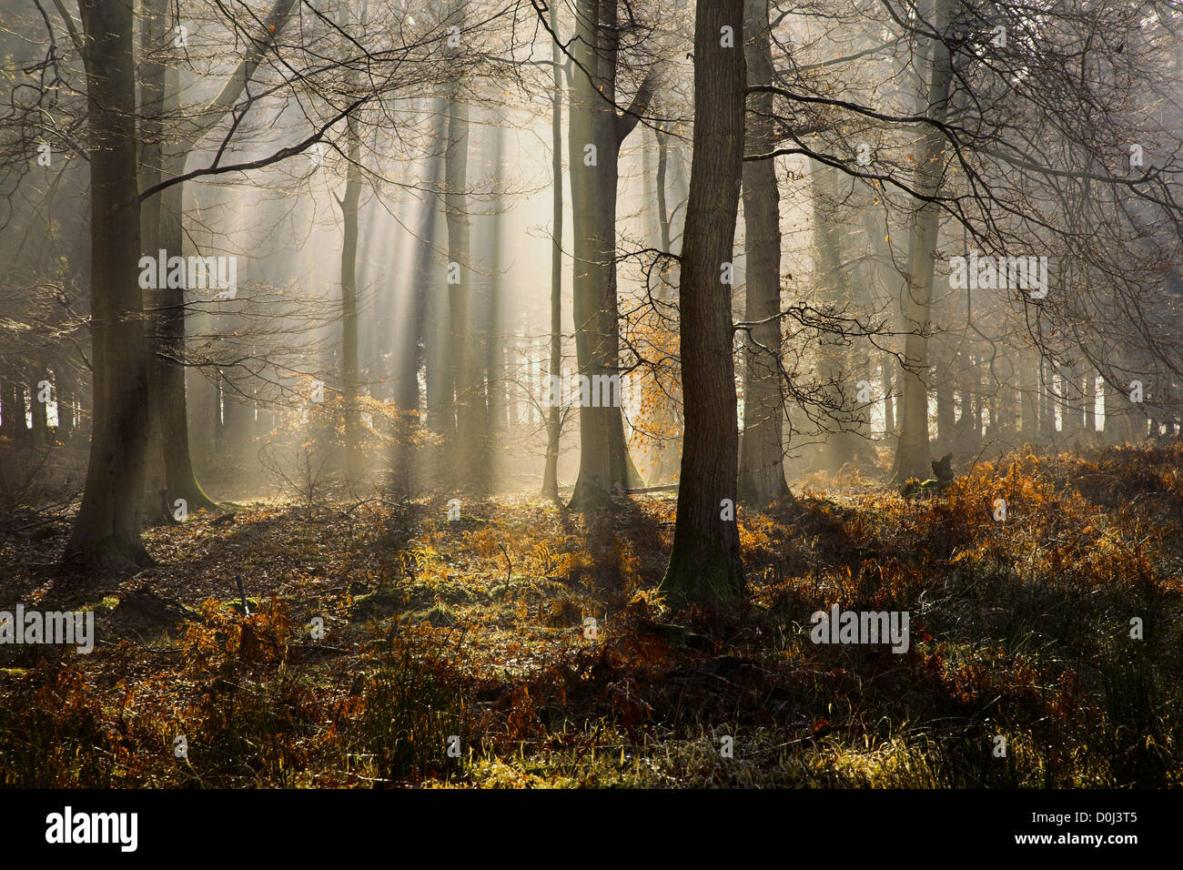 La luce del sole attraverso un bosco nebbioso. Foto Stock