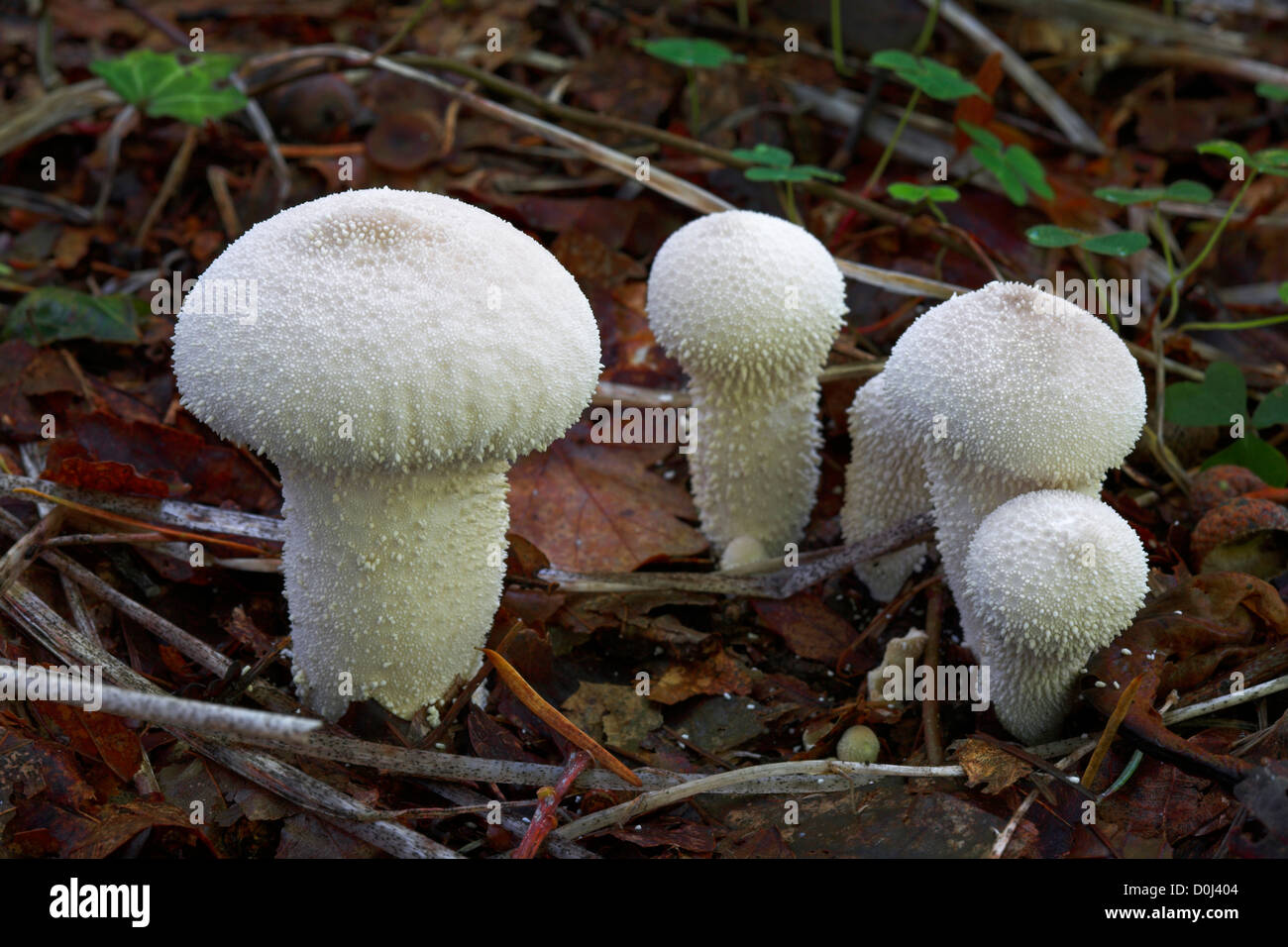 Puffballs comune sul piano del bosco. Foto Stock