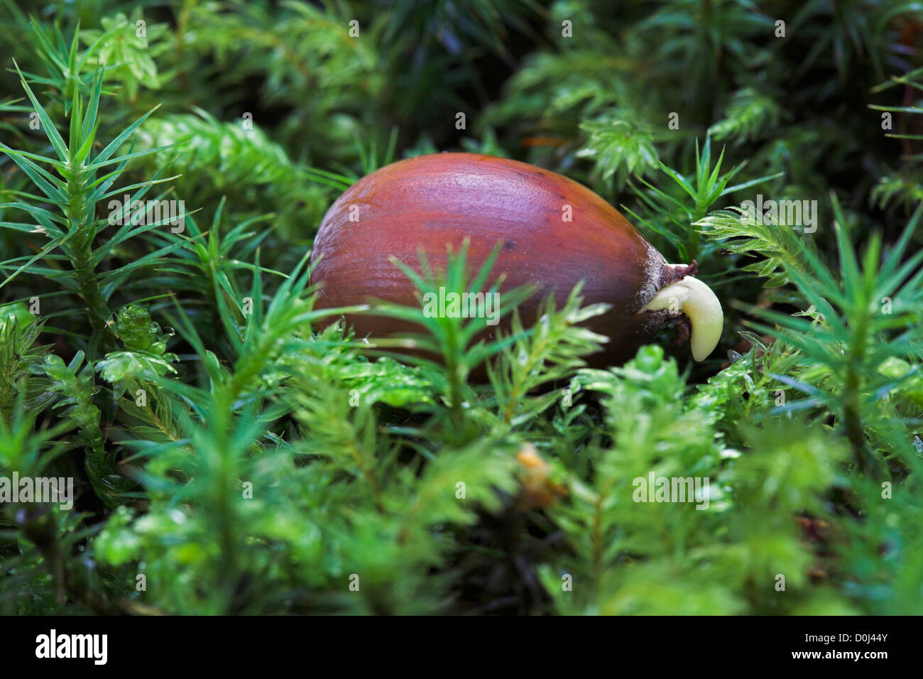 Germinando oak acorn. Foto Stock