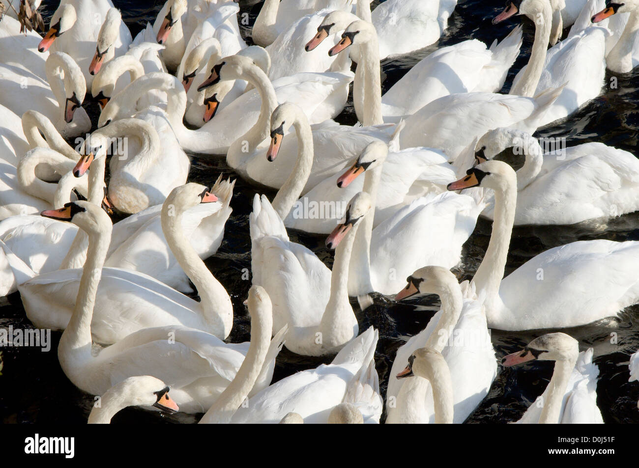 Cigni sul fiume Severn a Worcester. Foto Stock