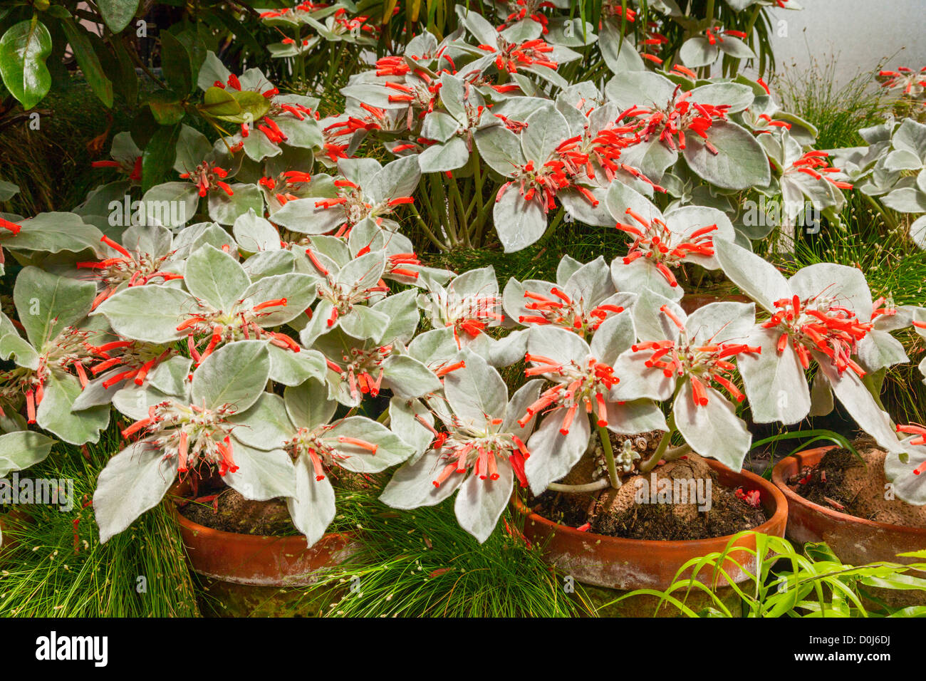 Edelweiss brasiliano, sinningia leucotricha o rechsteineria leucotricha, della famiglia gesneriaceae. Foto Stock