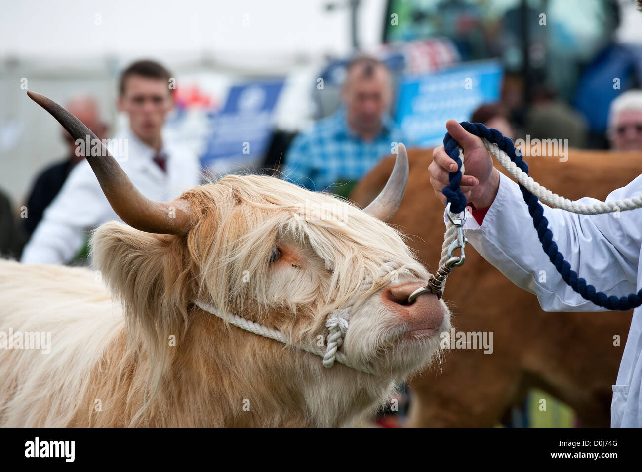 Capi di bestiame mostrata a Orsett Show. Foto Stock