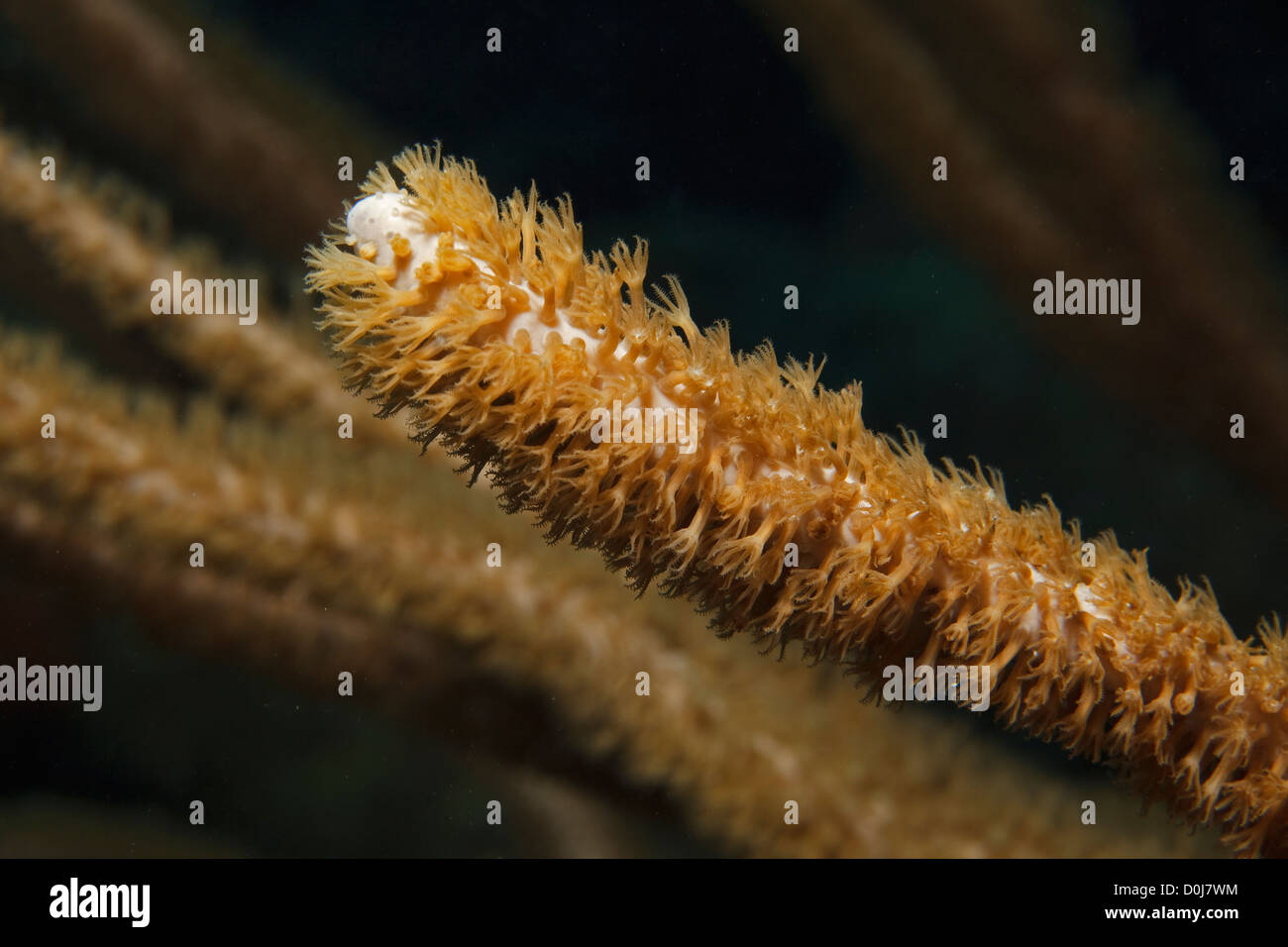 Enorme canna da mare con polipi, un corallo morbido nel mare dei Caraibi intorno a Bonaire. Foto V.D. Foto Stock