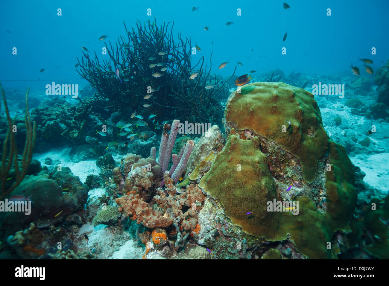 Barriera corallina nel Mar dei Caraibi intorno a Bonaire, Antille olandesi. Foto V.D. Foto Stock