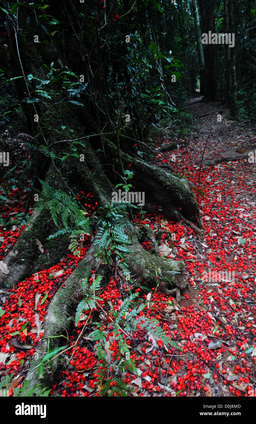 Caduto fiori di fiamma (kurrajong Brachychiton acerifolius) intorno alla base dell'albero, bordo pista, Parco Nazionale Lamington Foto Stock