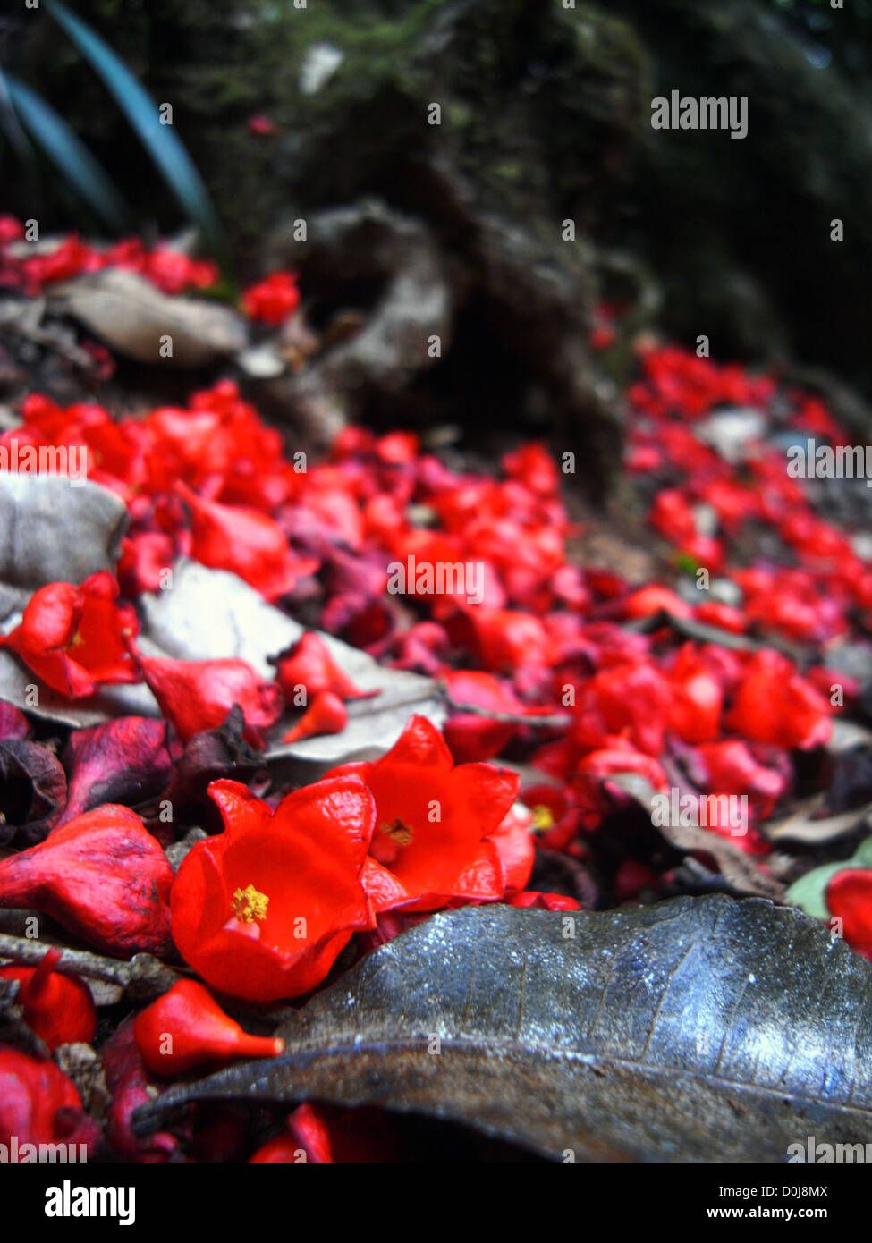 Caduto flame tree fiori sul suolo della foresta pluviale, Binna Burra, Parco Nazionale Lamington, Queensland, Australia Foto Stock