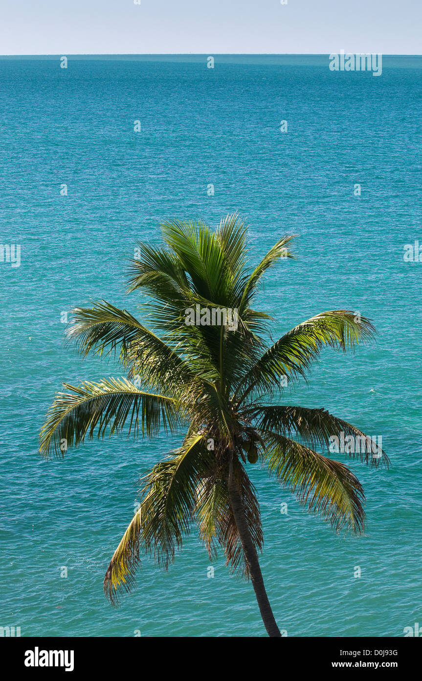 Coconut Palm tree e oceano tropicale, Bahia Honda State Park, il Florida Keys, Florida Foto Stock