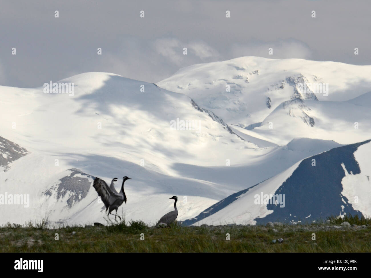 Un paio di gru e di Tavan Bogdo montagne altopiano di Ukok Altai Russia Asia Foto Stock