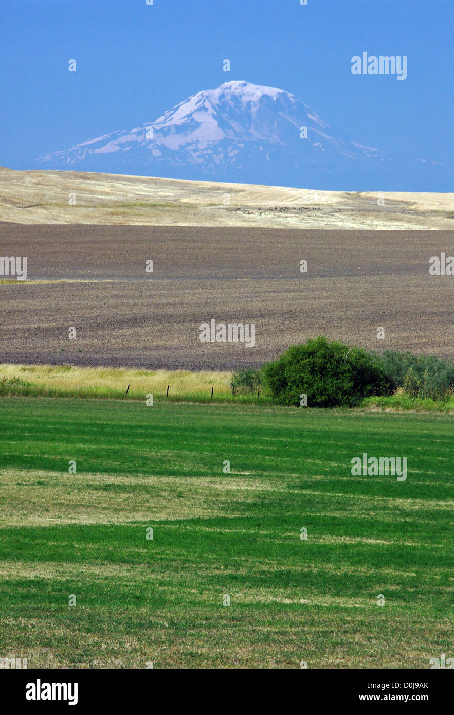 Stato di Washington Mt. Rainier come osservata attraverso la foschia atmosferica al di sopra di una agricoltura rurale sulle colline del paesaggio. Foto Stock