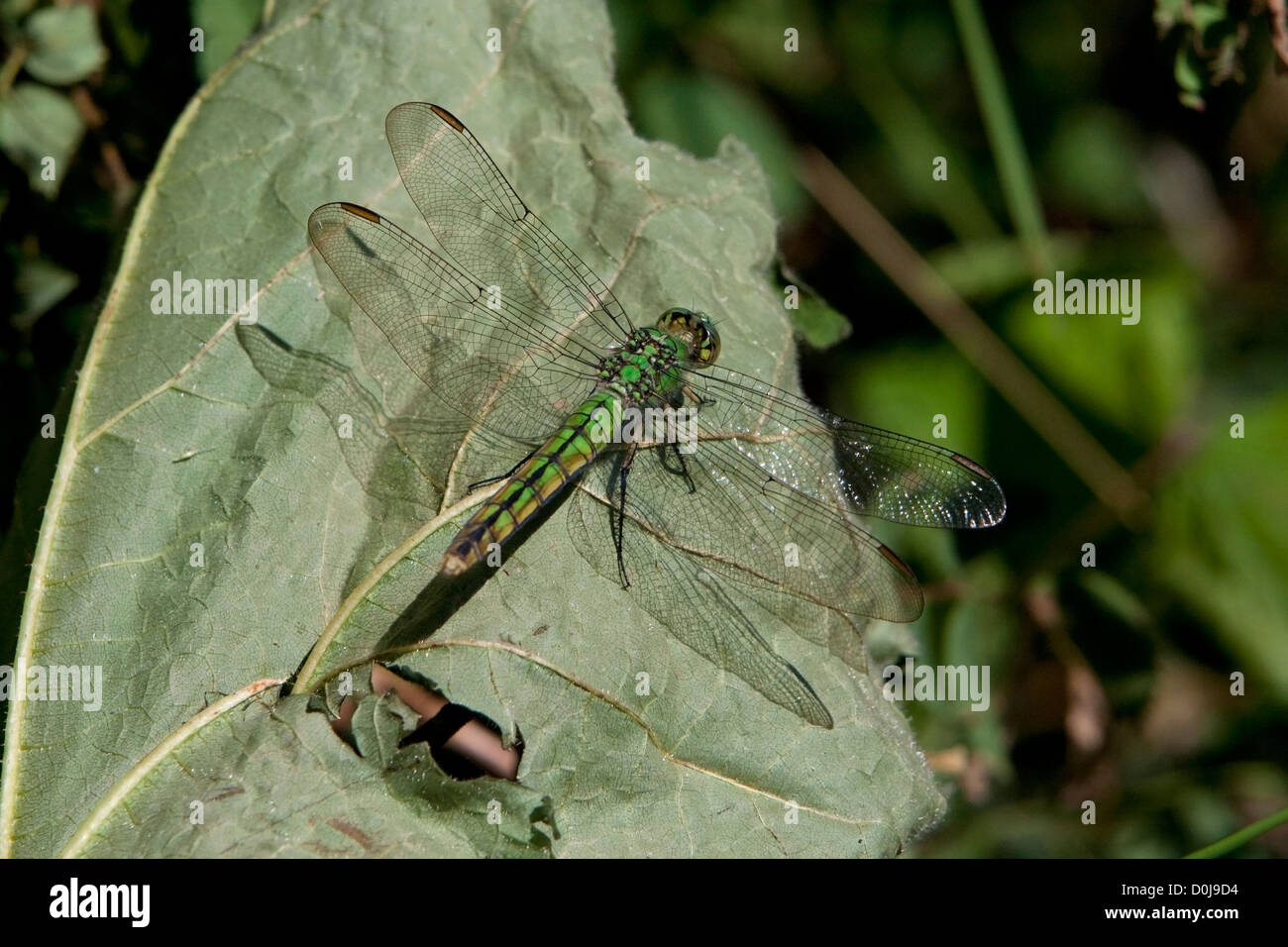 Western Pondhawk (Erythemis collocata) Dragonfly su una foglia at Legacy Marsh, Lantzville, Isola di Vancouver, BC, Canada in luglio Foto Stock