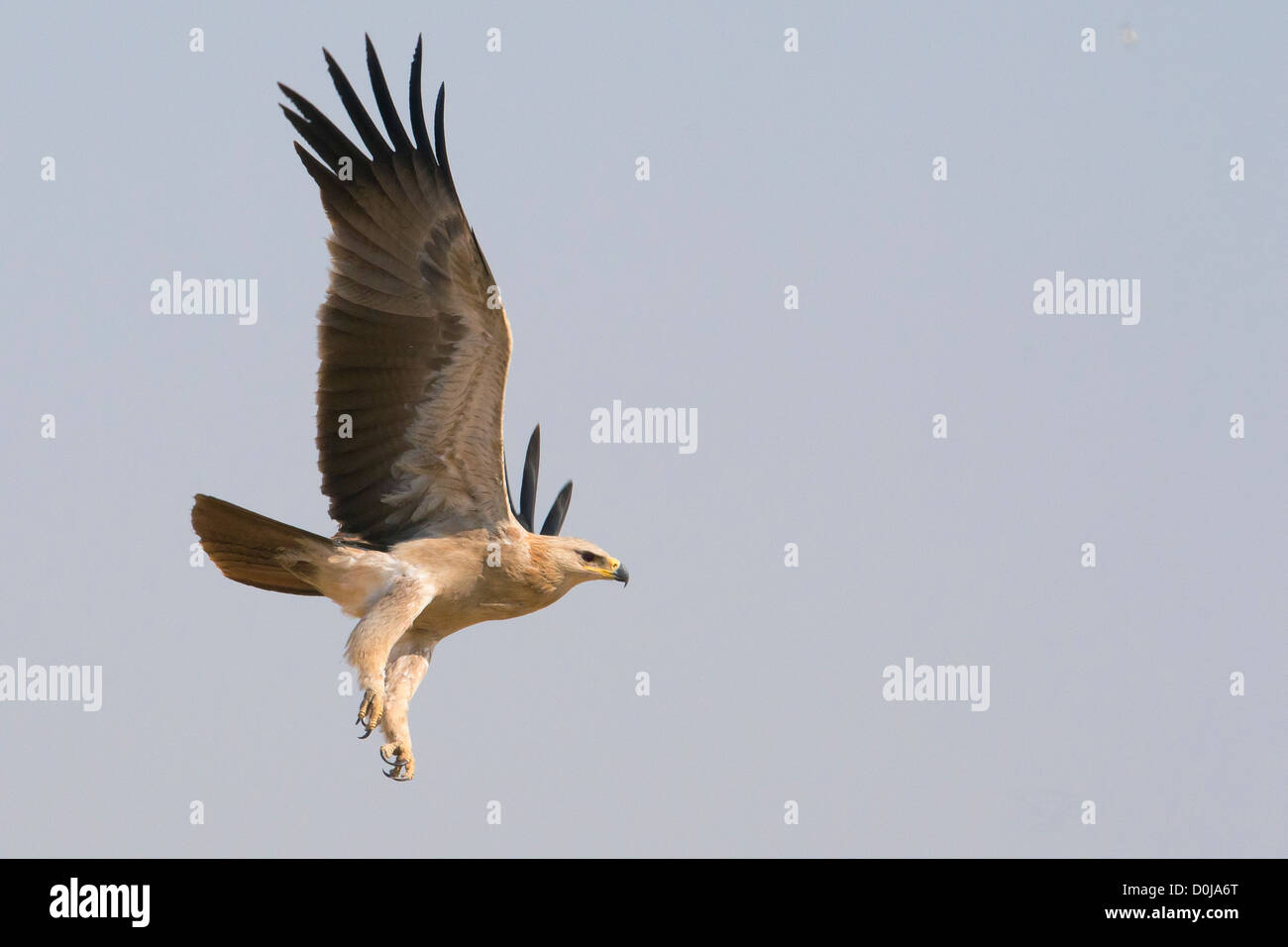 Bruno Eagle (Aquila rapax) il decollo vicino a Bikaner, Rajasthan, India Foto Stock