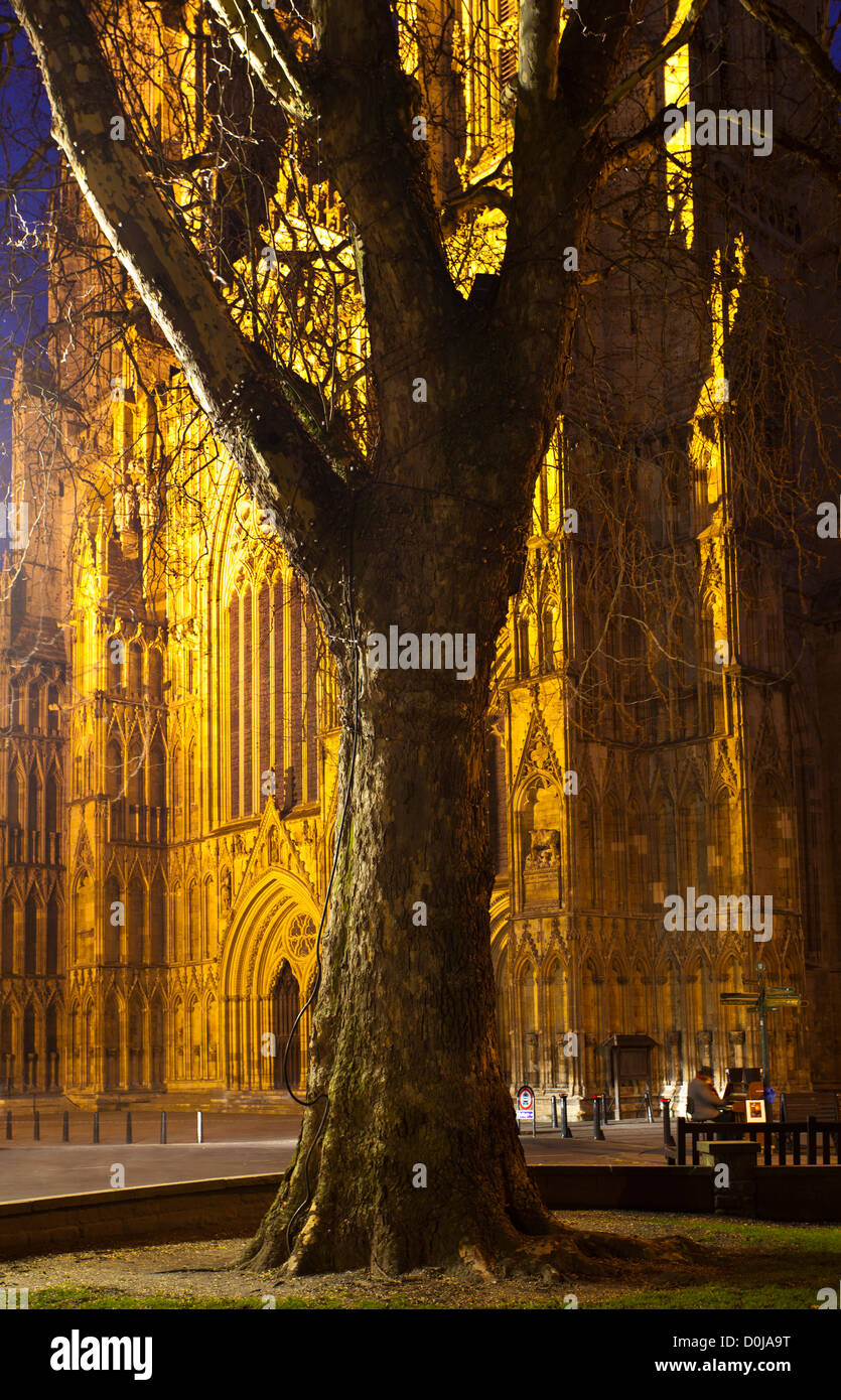 Grand tree con altrettanto grand York Minster Cattedrale della distanza con un suonatore ambulante di strada la riproduzione di un pianoforte di notte. Foto Stock