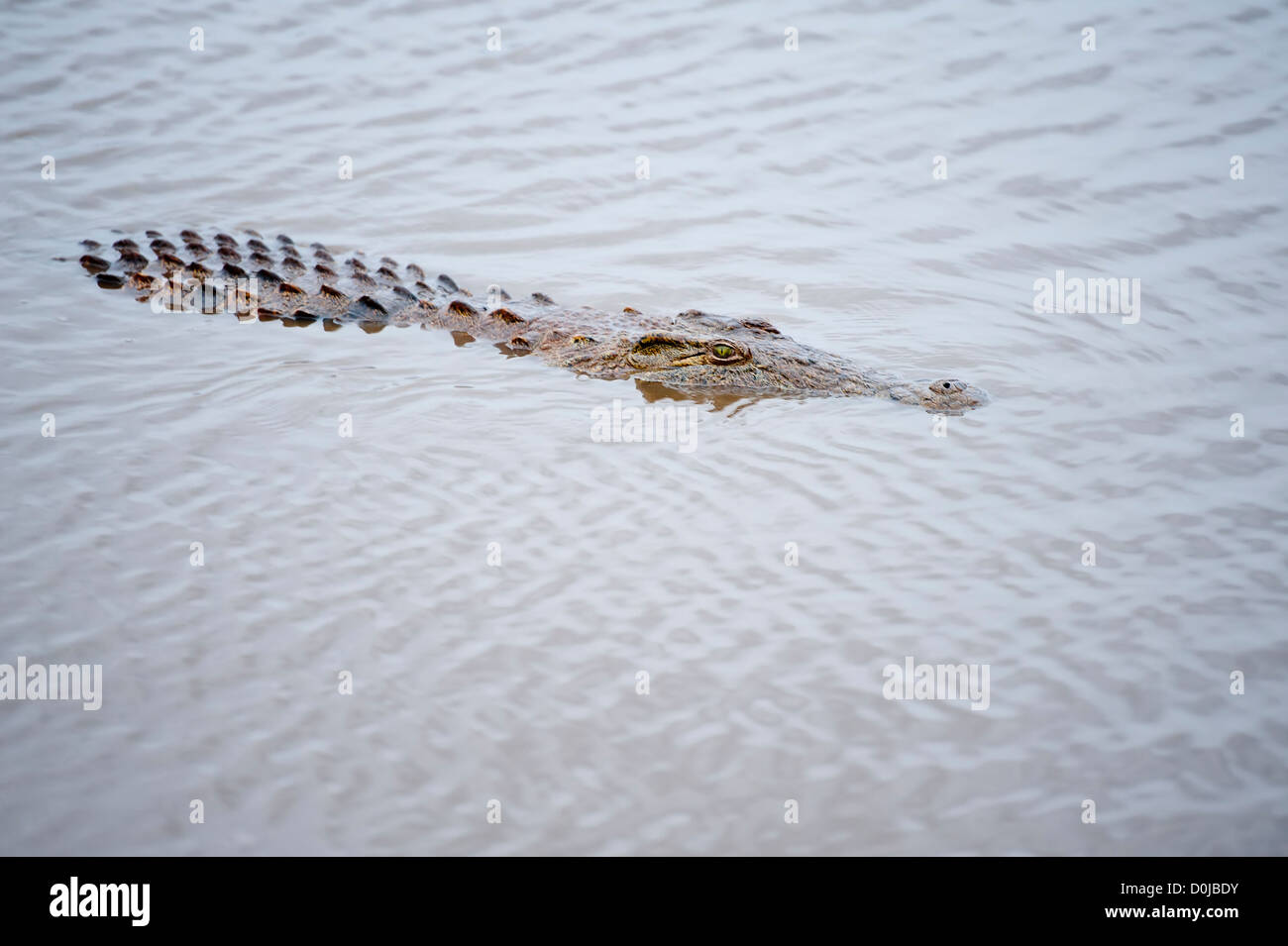 Un africano il coccodrillo, parzialmente immerso nell'acqua Foto Stock