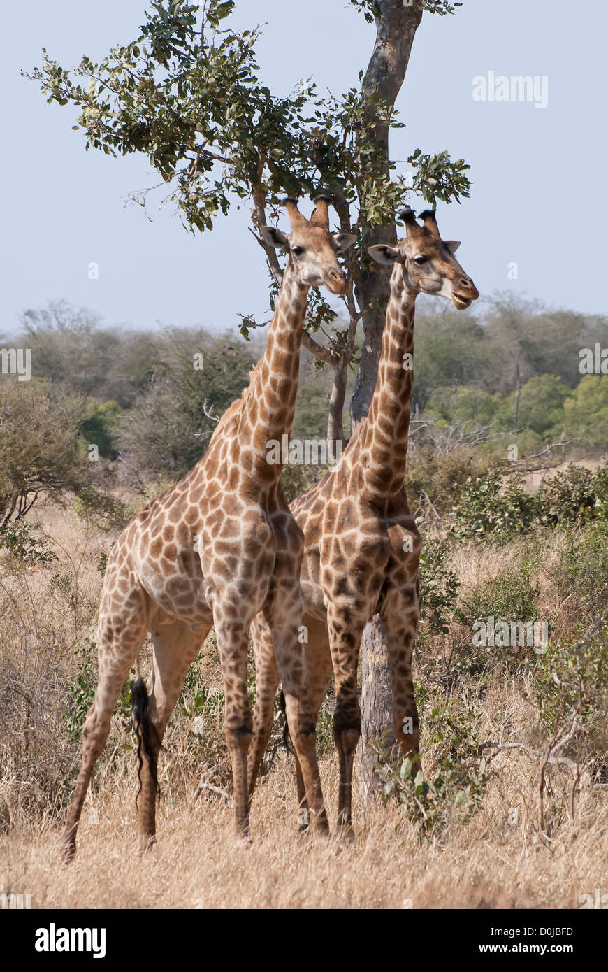 Due giraffe standing guardando e osservando Foto Stock