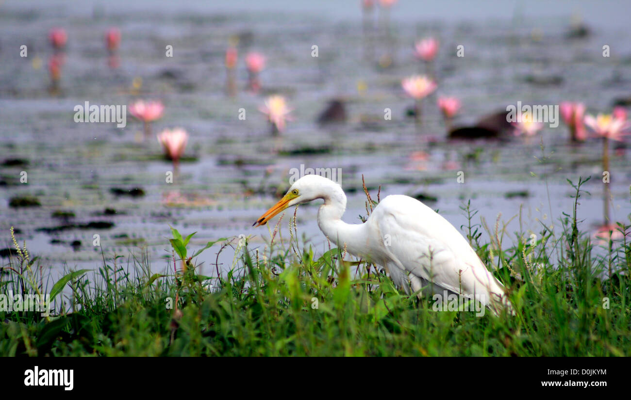 Garzetta in kerala backwaters Foto Stock