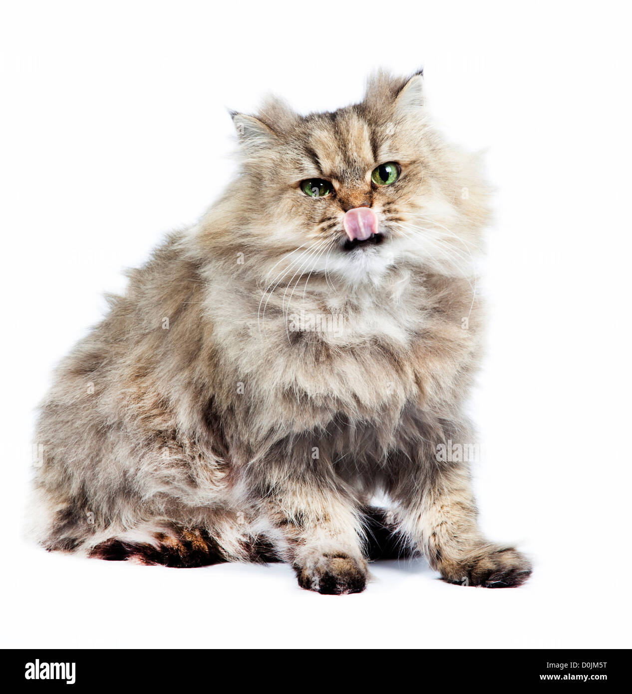 Gatto persiano golden chinchilla con linguetta su sfondo bianco Foto Stock