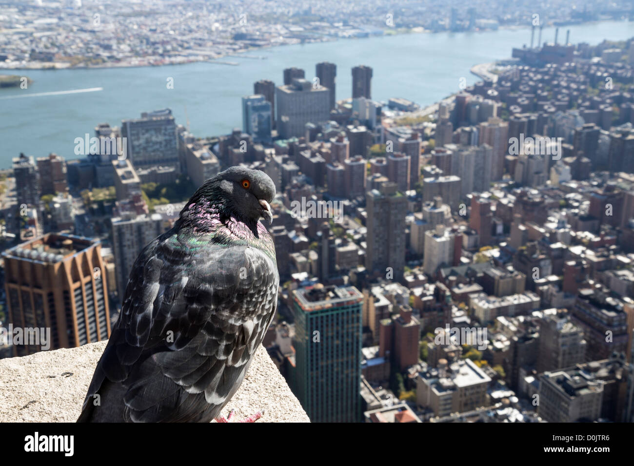 Pigeon sulla cima dell'Empire State Building di New York Foto Stock