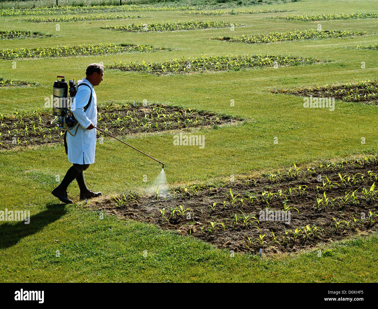 Un ricercatore spray campo sperimentale di piante di mais la ricerca agricola mentre indagando gli effetti erbicidi fertilizzanti. Foto Stock