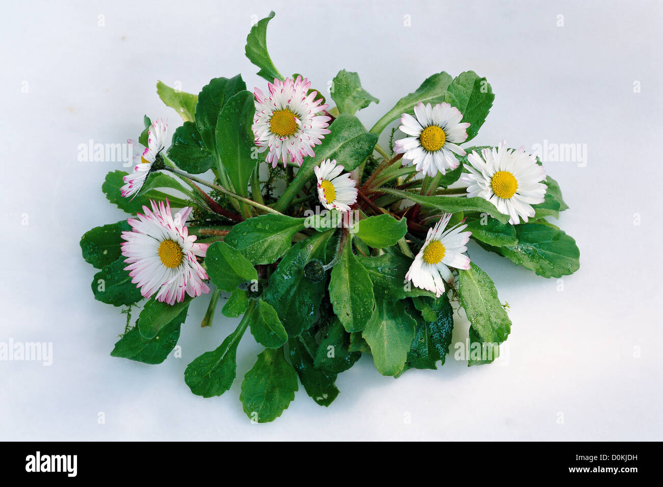 Il comune (a margherita bellis perennis). Foto Stock
