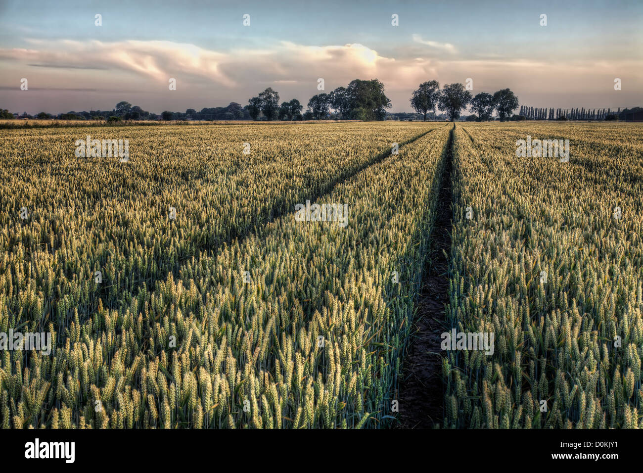 Percorso attraverso un campo di grano di maturazione appena prima del raccolto. Foto Stock