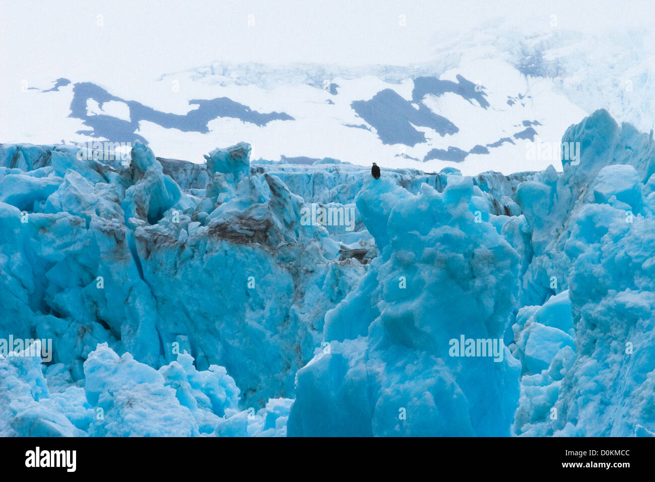 Aquila calva seduta a sorpresa il ghiacciaio in Prince William Sound, Alaska. Foto Stock