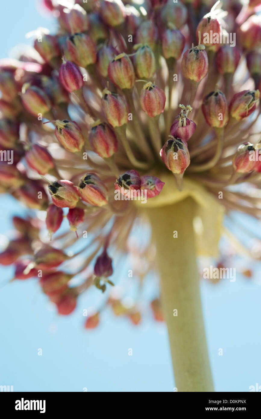 Testa del fiore di aglio, close-up Foto Stock
