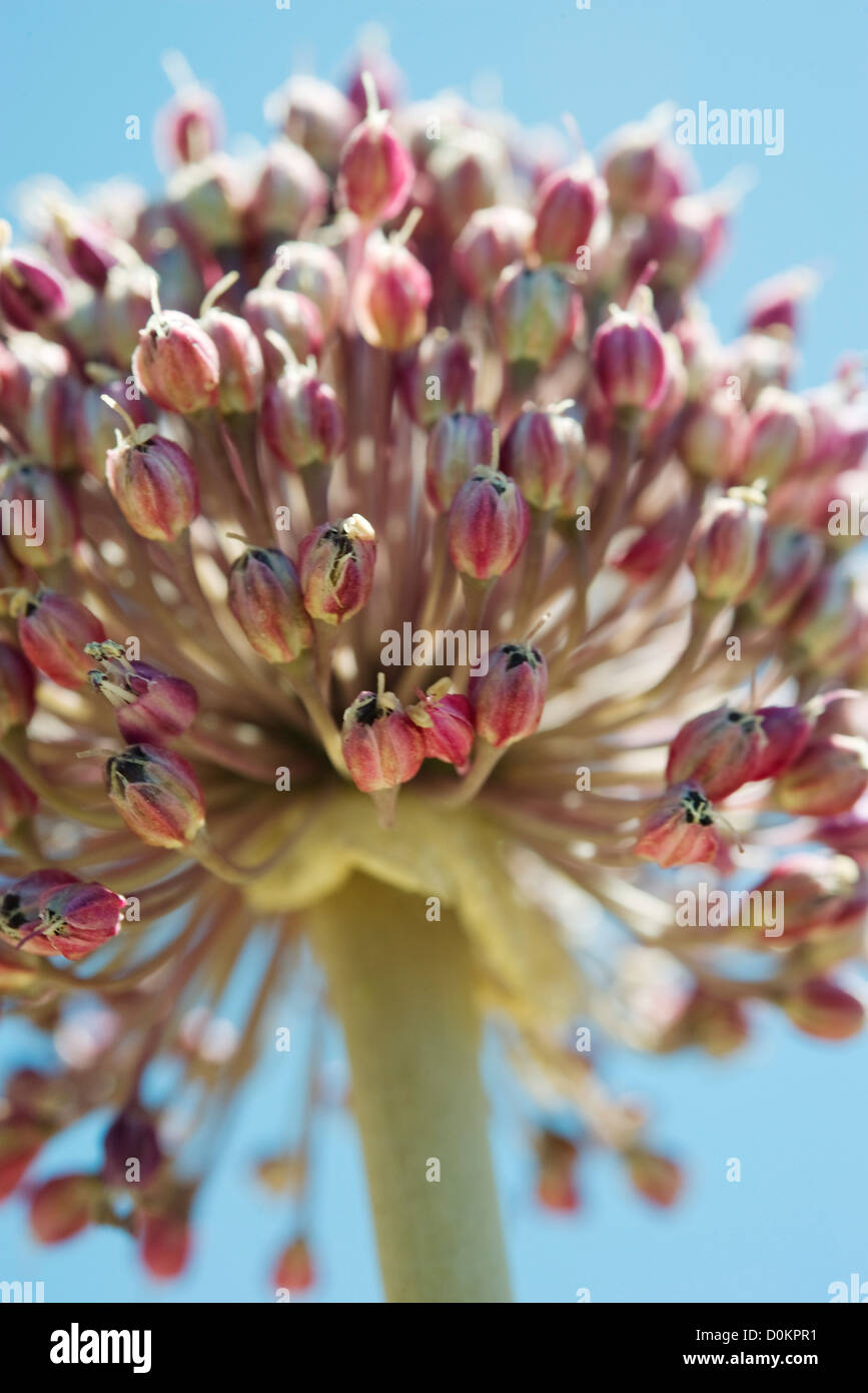Testa del fiore di aglio, close-up Foto Stock