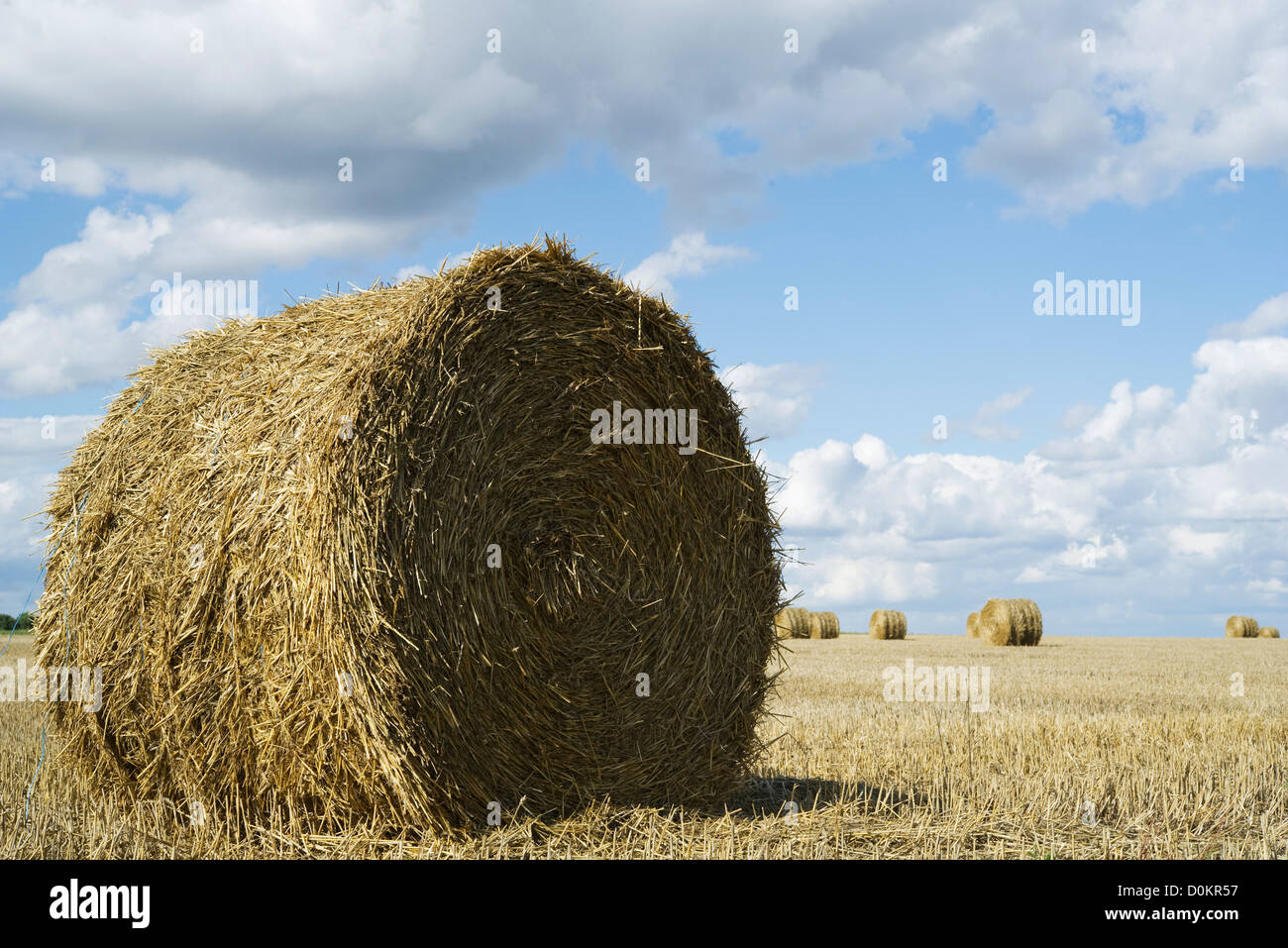 Rotoli di paglia Foto Stock