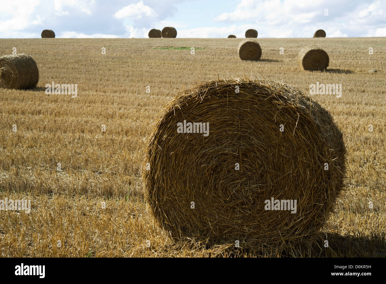 Haystacks nel campo Foto Stock