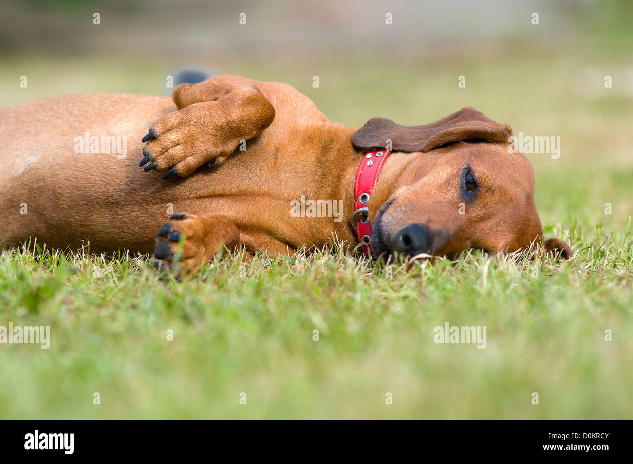 Dog giocato abbastanza per dormire Foto Stock