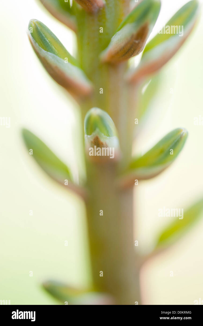 Aloe vera close up Foto Stock