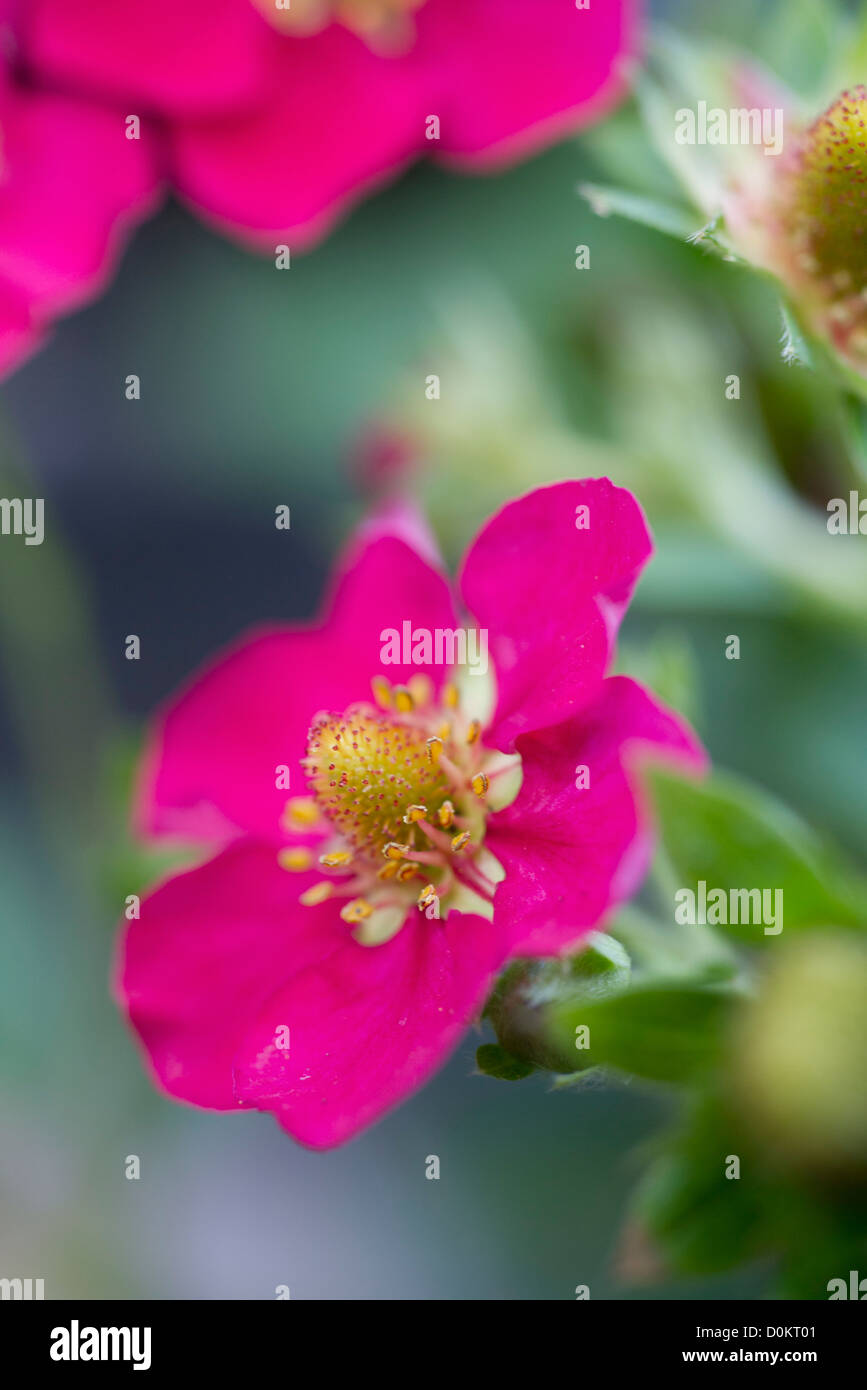 Fragola con fiori di colore rosa Foto Stock