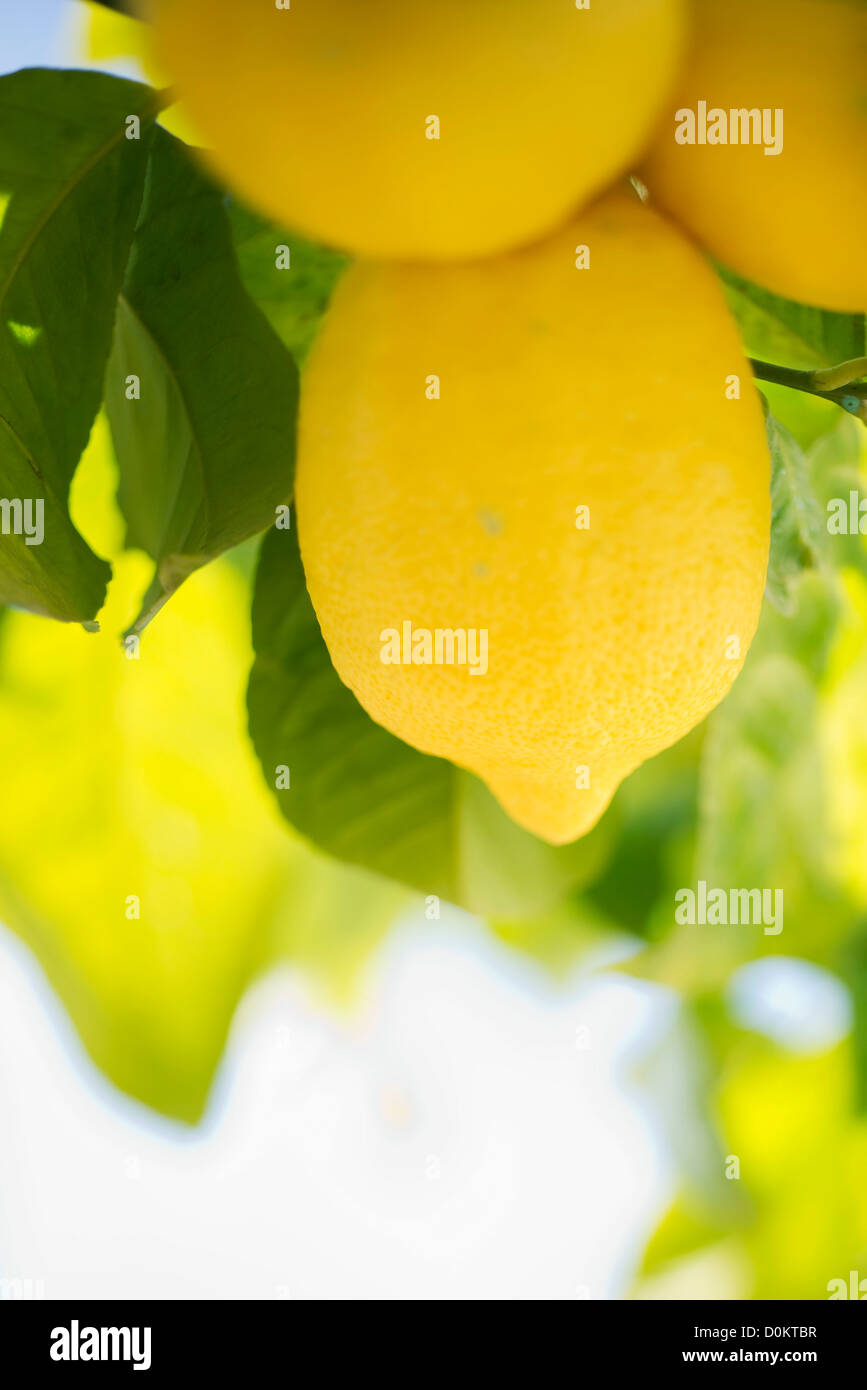 I limoni sul loro ramo Foto Stock