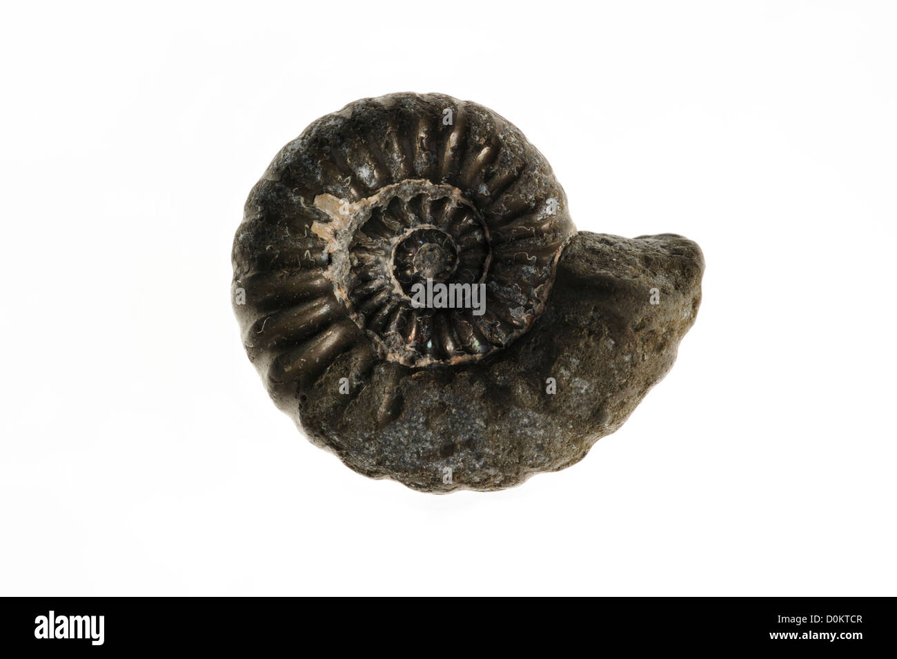 Ammonita fossil Promicroceras planicosta da Lyme Regis, Jurassic Coast, Dorset, Inghilterra meridionale, Regno Unito Foto Stock