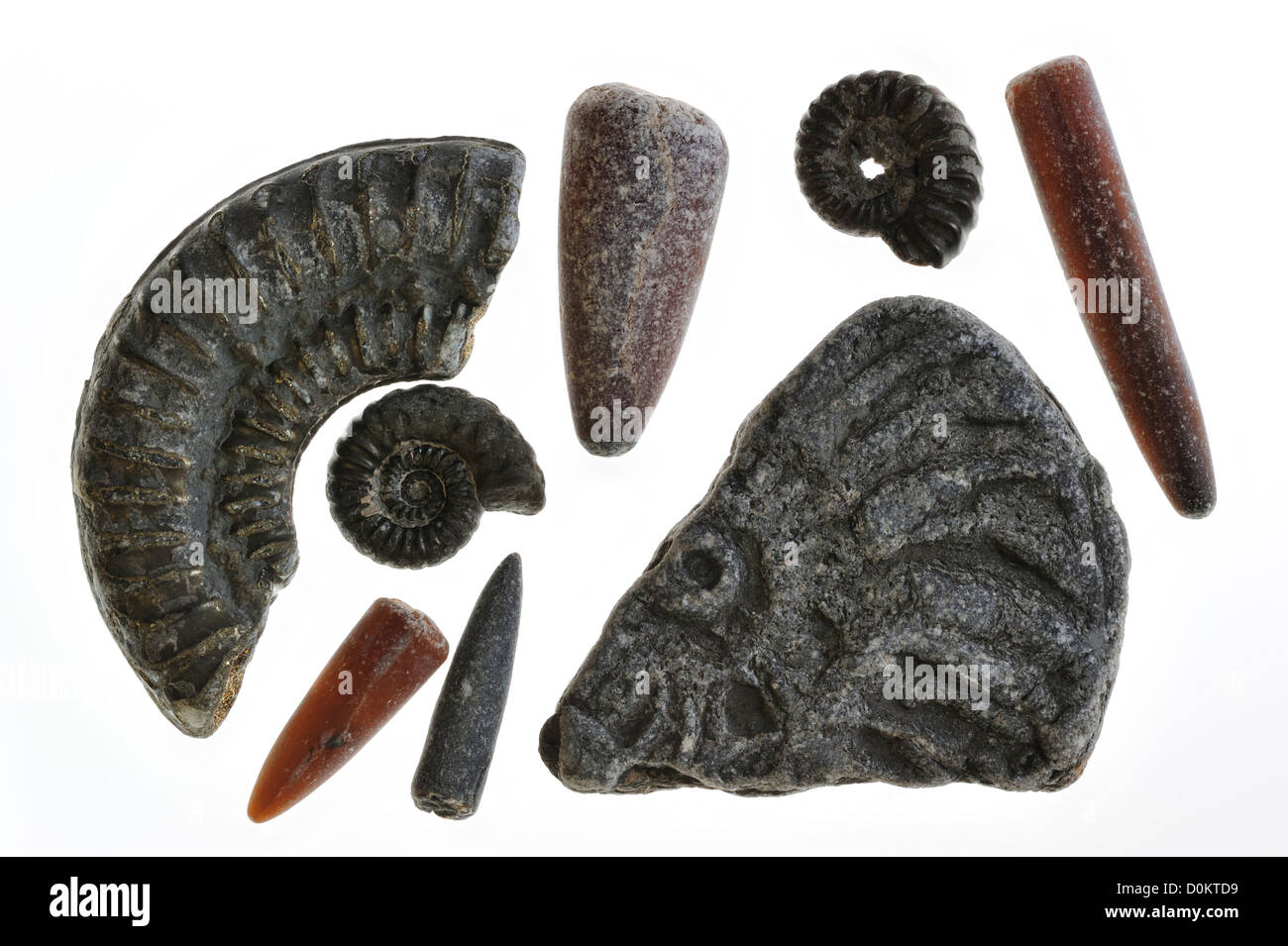 Collezione di fossili come guardie di fossili di belemnites e ammoniti da Lyme Regis, Jurassic Coast, Dorset, Sud Inghilterra, Regno Unito Foto Stock