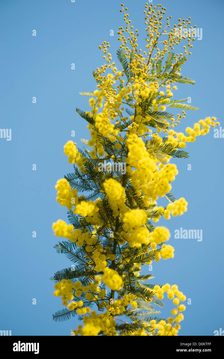 Mimosa fiori Foto Stock