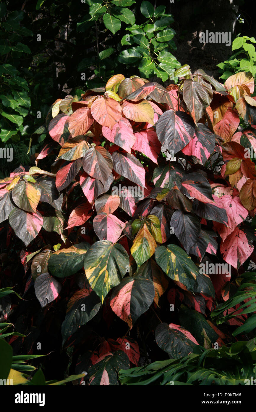 Copperleaf, Firedragon, Jacob del mantello, match-me-se-è-possibile, Hoja de Cobre, Acalypha wilkesiana, Euphorbiaceae. Isole Figi. Foto Stock