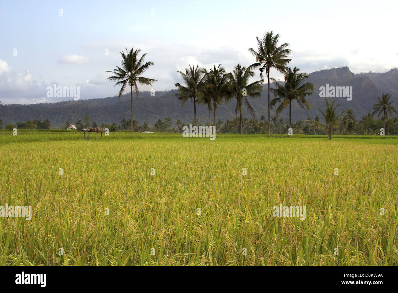 Beautifful campi di riso a Bali Foto Stock