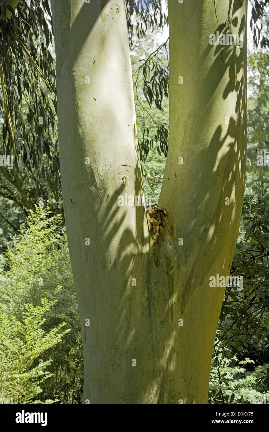 Ombre sul tronco di albero Foto Stock