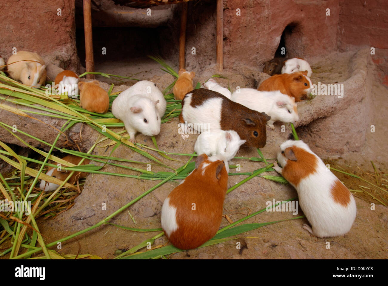 Cavie nel hutch Foto Stock