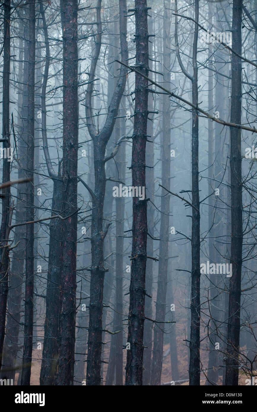 Coppia bosco di conifere avvolta in umido condizioni di nebbia Foto Stock