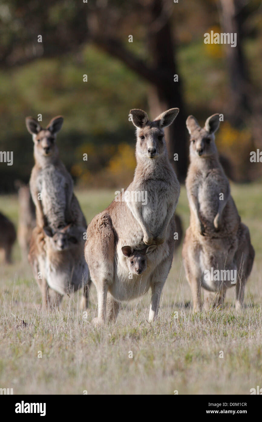 Orientale Canguro grigio (Macropus giganteus) femmine con giovani (joeys) nella loro custodia, Woodend, Victoria, Australia Foto Stock