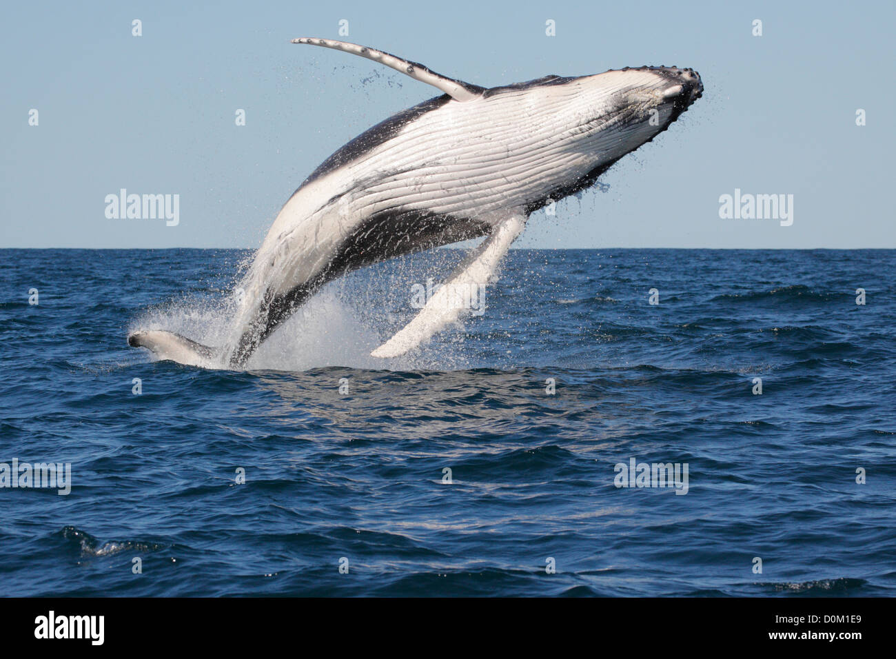 Giovani Humpback Whale (Megaptera novaeangliae) violare, saltando in Byron Bay, Nuovo balene del Sud, Australia Foto Stock