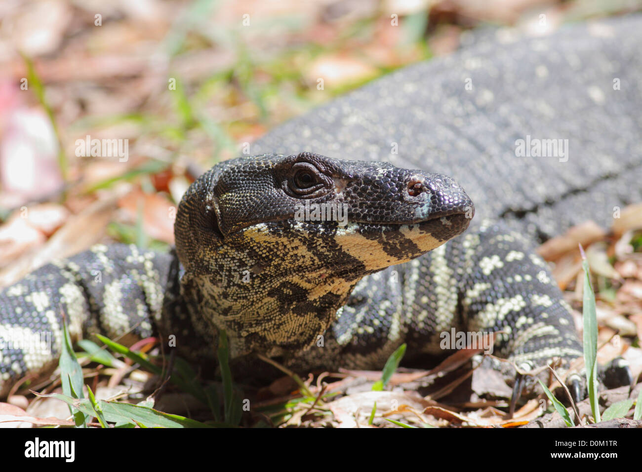 Monitor di pizzo / Goanna (Varanus varius), un bicchierino National Park, New South Wales (NSW), Australia Foto Stock