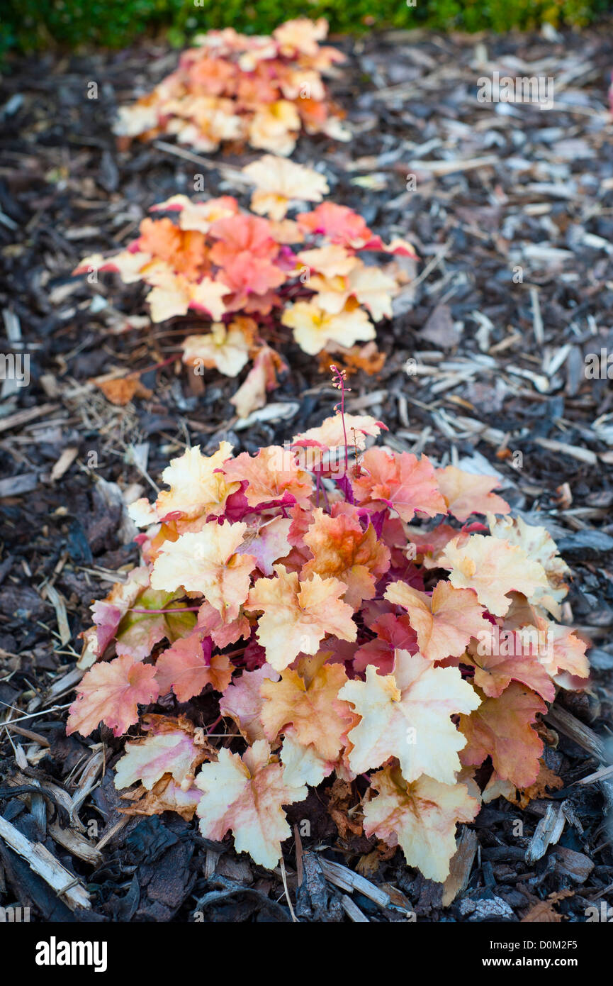 Heuchera 'creme brulee' nell'autunno del confine con un truciolo di telone Foto Stock