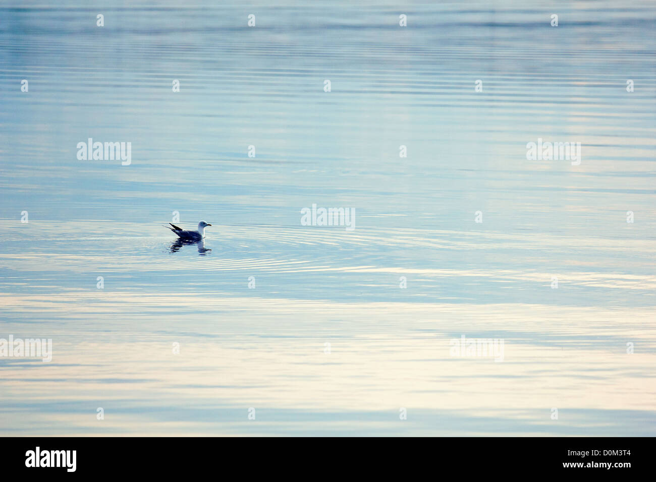 Gull sulla superficie dei laghi del nord. Tramonto Foto Stock