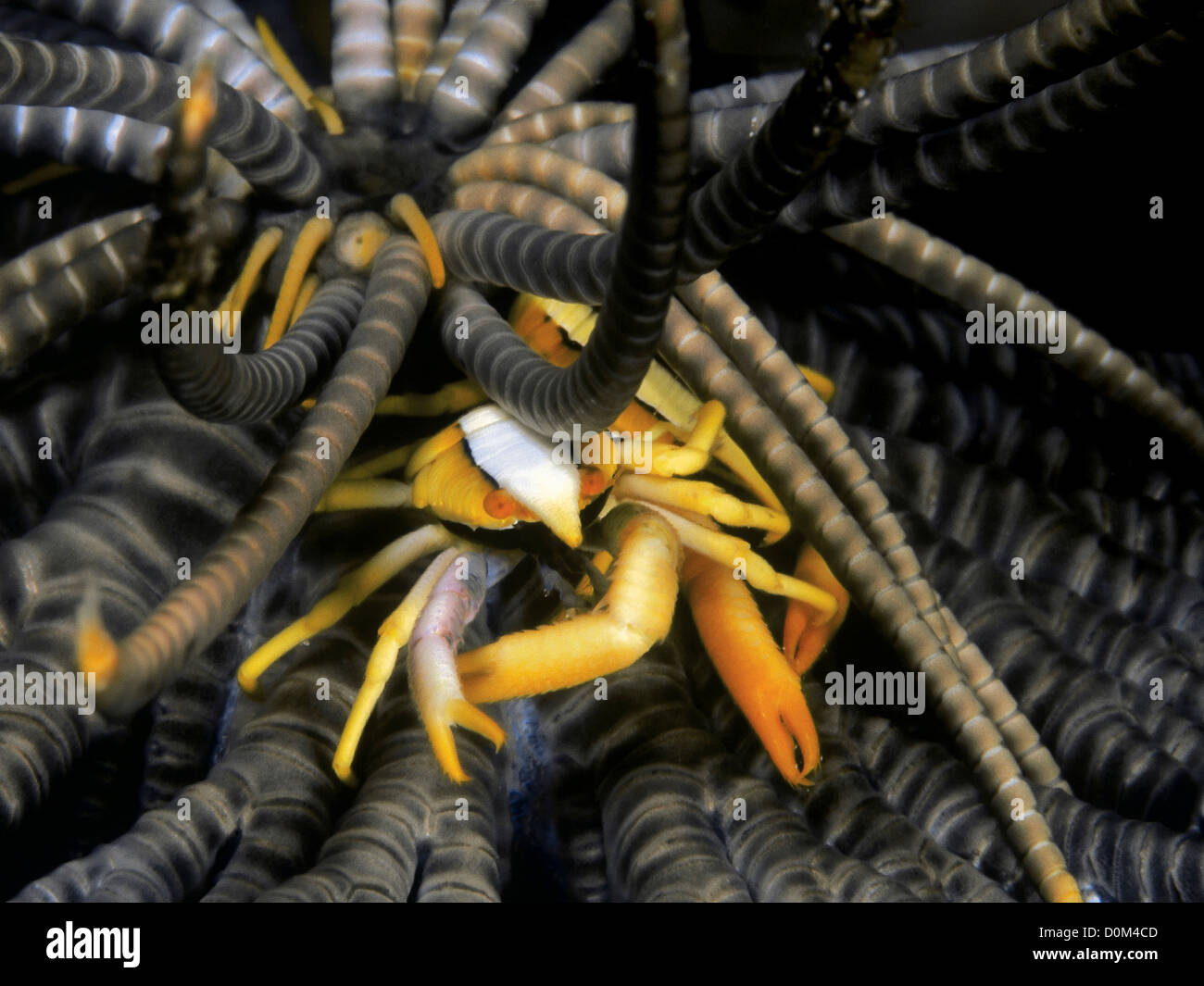 Elegante Squat Aragosta su crinoide Foto Stock