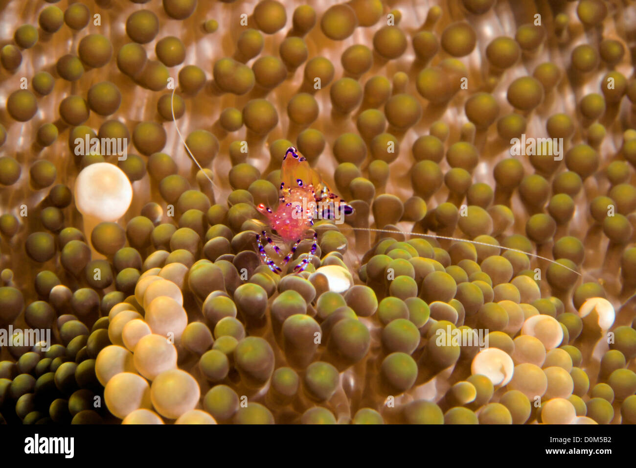 Gamberi Anemone pedate leggermente sul Anemone Host Foto Stock