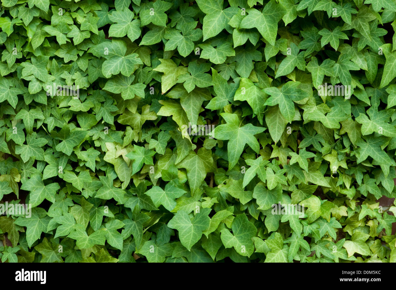 Ivy su un muro di mattoni Foto Stock