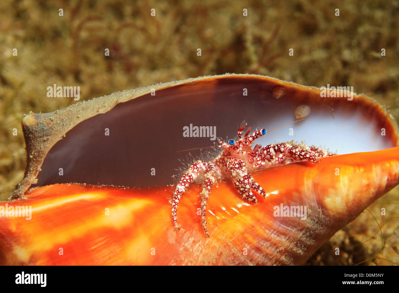 Bianco screziato eremita picchi di granchio fuori da un guscio oversize. Foto Stock